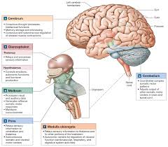 Brain Function Chart Clipart Images Gallery For Free