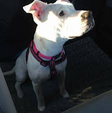 Find 4 listings related to judy pet rescue in orlando on yp.com. Rain Rescue Animals In Need Home Facebook