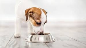 Save money on dog food even if you feel like pampering them. 5 Tips For Mix Feeding Dry And Wet Food For Dogs Royal