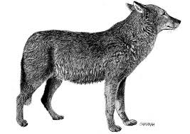Wolf bilder zum ausdrucken ausmalbilder garten garden eden peter und der. Coloring Page Wolf Free Printable Coloring Pages Img 8570