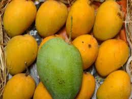 Mangoes Are High On Health Times Of India