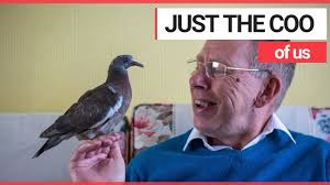 Hours may change under current circumstances Man Trained Pigeon As Pet And They Even Watch Tv Together Swns Tv Youtube