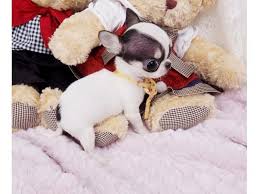 As pets get older, they need extra care and attention. Chihuahua Pupy Animals Brentwood New Hampshire Announcement Chihuahua Puppies Chihuahua Puppies For Sale Teacup Chihuahua Puppies