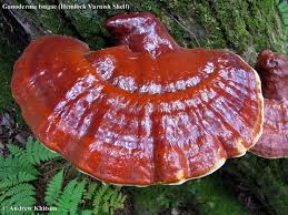 Image result for Ganoderma tsugae