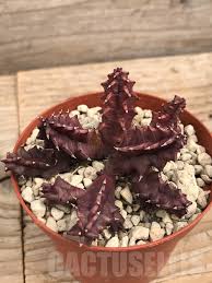 Image result for Huernia volkartii