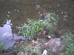 Image result for Crepidorhopalon involucratus