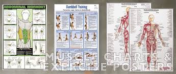 muscle charts and exercise posters