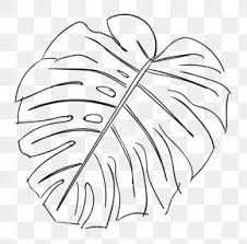 Monstera in a pot isolated on white background, close up of tropical leaves or houseplant that grow indoor for decorative purpose. Monstera Images Monstera Transparent Png Free Download
