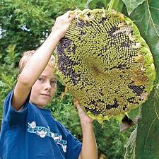 Для просмотра онлайн кликните на видео ⤵. Giant Edible Sunflower Heirloom Titan From Russia Seeds Shopee Philippines