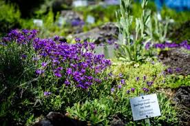 Der Botanische Garten Wien Eine Oase Mitten In Der Grossstadt Botanischer Garten Garten Wien