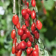 In this study, we aimed to characterise the proteome of goji berries (lycium barbarum). Buy Goji Berry Lycium Barbarum J Parker Dutch Bulbs