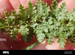 Image result for Mohria nudiuscula