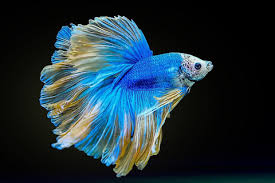 Image result for betta fish