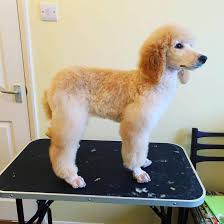 Poodle (miniature) information including personality, history, grooming, pictures, videos, and the akc breed standard. Which Poodle Haircut Is The Best K9 Web
