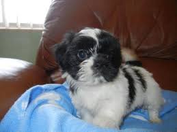 Our puppies come with akc registration, shots, health certificate, health guarantee and basic potty trained. Shihmalts Shihtzu Maltese Puppies 8 Weeks Old For Sale In Clearwater Florida Classified Americanlisted Com