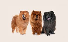 Image result for chow chow