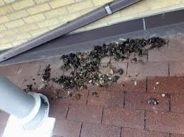 Maybe you would like to learn more about one of these? Raccoon Poop Removal Raccoon Feces Cleanup