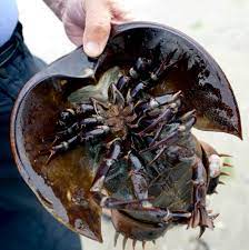 Time For Horseshoe Crabs And The Shorebirds That Love Them The New York Times