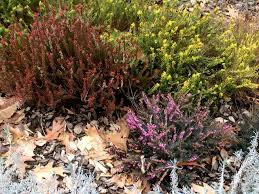 Image result for Calluna vulgaris