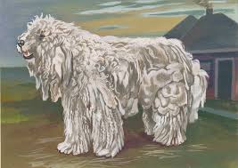 Image result for Komondor