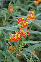 Image result for Asclepias curassavica