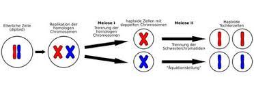 Dies wird als diploid bezeichnet. Genetik Vererbungslehre Lachshuhnzucht Herne