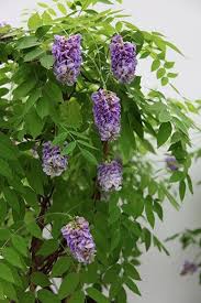 We did not find results for: Buy Wisteria Wisteria Frutescens Amethyst Falls Pbr 39 99 Delivery By Crocus