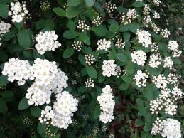 Caratteristici sono i fusti lunghi di un verde particolare, tendente al rossastro. Un Cespuglio Di Fiori Bianchi Fidelity Foto