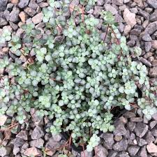 Image result for Pilea angolensis