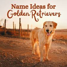 Browse ads from reputable breeders. 60 Names For Golden Retrievers Pethelpful