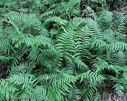 Image result for Thelypteris