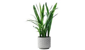 Search for house plants by ease of care, lighting needs, even flowers, foliage and house plants bring the fresh beauty of the outdoors inside your home. Buy Habitat Large Artificial House Plant In Ceramic Pot Artificial Flowers Plants And Trees Argos