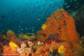 We did not find results for: Chile Mine And Port Project Nears Approval Despite Scientific Opposition