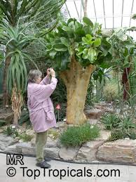 Image result for Cyphostemma tenuissimum