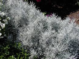 Image result for Helichrysum silvaticum