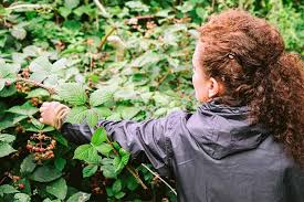 Everything you need to know to plant blackberry bushes. How To Harvest Wild Berries Foraging For Beginners Gardener S Path