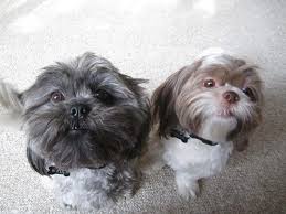 Shih tzus originate from honorable backgrounds in china, where they were bred as palace pets. Pin On Pups And All Precious Animals That Need Help
