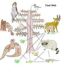 The types of animals that are factory farmed will vary depending on numerous factors including, but not limited to, regions, countries, religions, and cultures. Drawing Food Webs With Own Animal Art