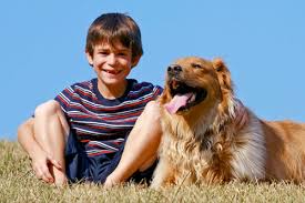 What does a canine lymphoma diagnosis mean? Canine Lymphoma Holistic Treatment Canine Lymphoma