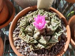 Image result for Streptocarpus arcuatus