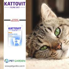 Kattovit Pouch High Performance Hastalik Sonrasi Ve Asiri Kilo Kaybi Durumlarinda Yuksek Enerji Oranlarina Ve Kolay Sindirilebilen B Kedi Hayvan Veterinerler