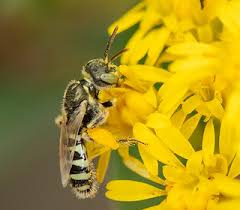 Image result for Isoglossa perdita