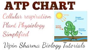 Atp Chart For Cellular Respiration Plant Physiology For Neet Aiims Jipmer Etc Exams