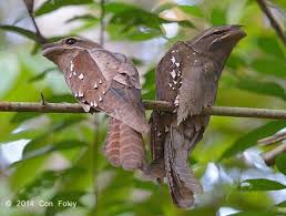 Malaysian large frogmouth and her baby. Large Frogmouth Alchetron The Free Social Encyclopedia