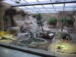 Hey Hubby Build Me This No One Should Let A Good Basement Go To Waste Reptile Habitat Reptile Terrarium Reptile House