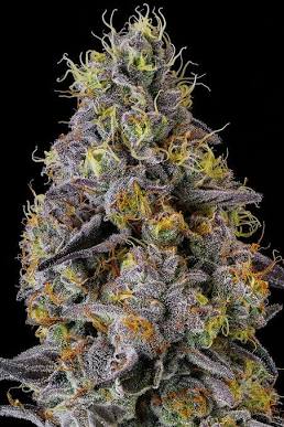 Macro view of resinous Frosted Gelato trichome density, AI generated