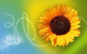 Check spelling or type a new query. Yellow Sunflower Hd Desktop Wallpaper Widescreen High Definition Fullscreen