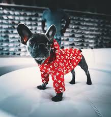 Fan page for frenchie enthusiasts who own, love, want, or admire frenchies. Joseph King Crispy Kel On Twitter This French Bulldog Has Officially Inspired Me To Deck Out My Animals In Designer Hypelife Lv Supreme Photo Cred Juspvblo Ig Https T Co S7fb0yoxsq