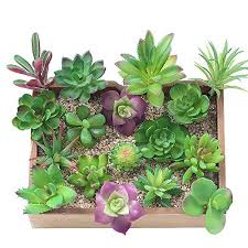 Ultra 15x15x15cm cuadrado vidrio claro terrario plantador forma geométrica para la exhibición de mesas boda pieza central única o ventanas las plantas. Centro Cactus Mejor Precio De 2021 Achando Net
