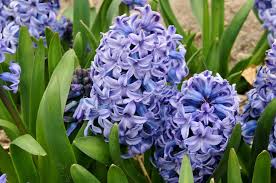 Some call it persenche which is 73% ultramarine, 9% red and 18% white. Enjoy Sweet Fragrance And Color With Spring Hyacinths Gardenpicsandtips Com